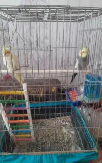طوطی  عروس