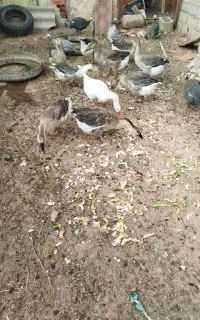 هفت عدد قوقاز جوان