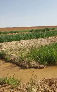 کاه گندم