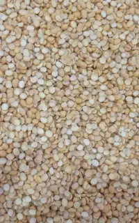 فروش عمده لوبیاقرمز  و لپه  نخود