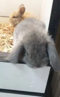 خرگوش