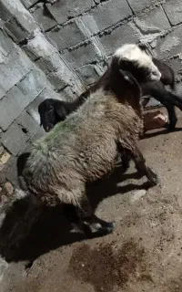 گوسفند بختیاری