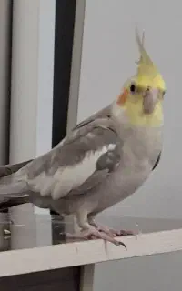 پرنده