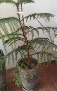 گل سانسوریا  دیفن باخیا  کاج مطبق