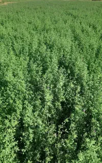 پرس یونجه