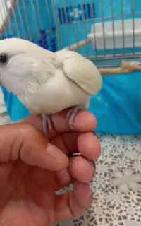 جوجه کوتوله فول دستی