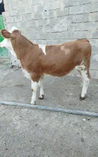 گوساله سیمینتال