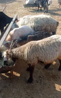 گوسفند داشتی
