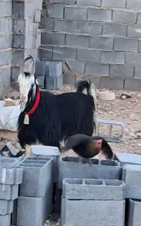 پازن کهره بز شاخ انبری