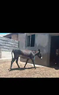 الاغ سیاه