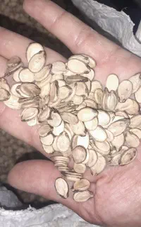 تخمه هندوانه درجه ۱