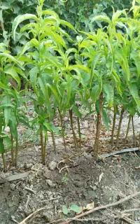 پیش فروش  نهال زودرس حسن خانی