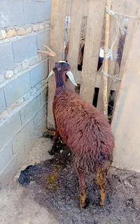 بره ماده