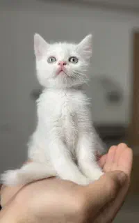 بچه گربه سفید چشم آبی اصیل نر ۲ ماهه
