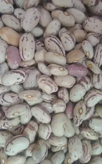 خریدار و فروشنده لوبیا چیتی وحبوبات بصورت تناژی