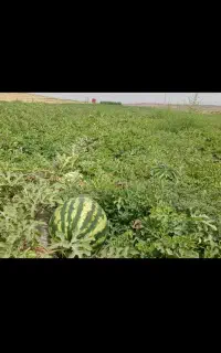هندوانه درشت غالب