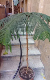 درخت وگل فروشی خوشگل