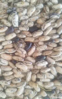 باقالی ولوبیا چیتی خشک