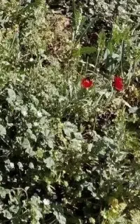 کودارگانیک