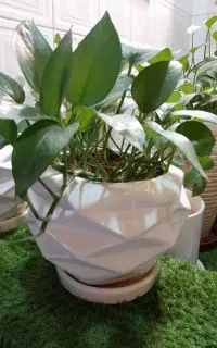 گل پتوس