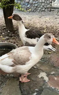 غاز نروماده بالغ
