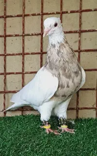 کبوتر طوقی