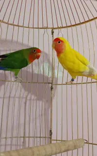جفت کوتوله