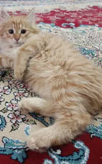 واگذاری بچه گربه