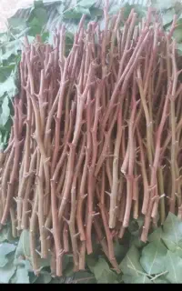 پیوند زنی شکمی و لوله ای فروش ترکه