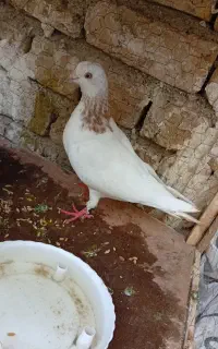 تعدادی کبوتر