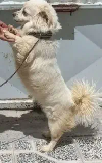 پاپی ماده