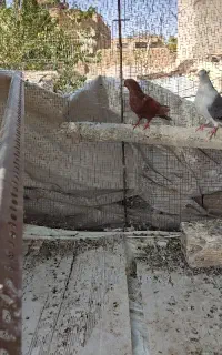 ماده تهرونی بپر