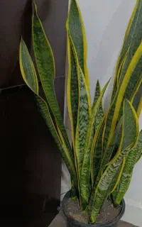 گل و گیاه آپارتمانی و حیاط