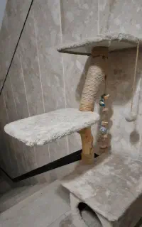 درخت گربه