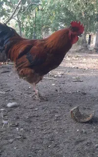 ۵مرغ و یک خروس و یک اردک ، همگی بالغ