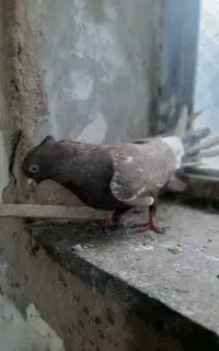 سینه مشکی ذات قدیم مفت