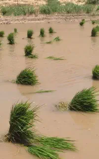گارگر برنج