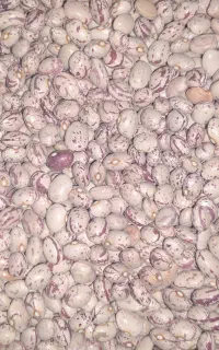 لوبیا بذری