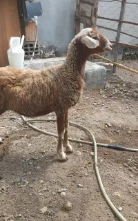 بره ماده فی ۱۶ت