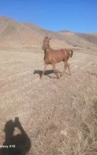 اسب