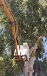 خریدار چوب درخت اکالیبتوس ومورت نقد سره پاسکول