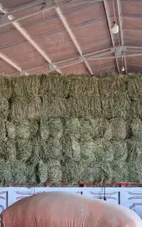 فروش یونجه