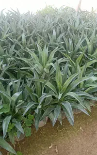 اگاو