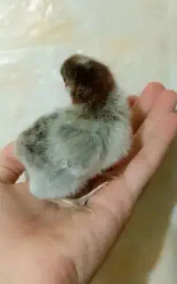جوجه محلی گلپایگان