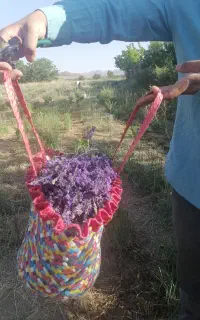 گل تازه و ارگانیک اسطوخودوس