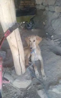 تازی شکاری
