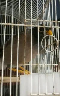 مینا ماده رام چند کلمه حرف میزنه