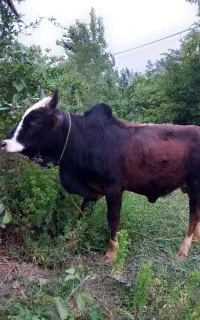 ورزا کوله  چالوسی