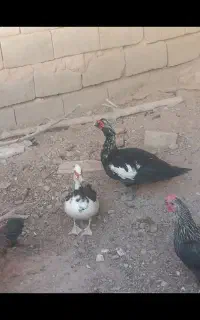 باسلام یک جفت اردک نر ماده اسرائلی