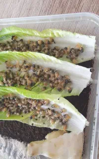 جوجه حلزون آچاتینا